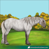 Horse Color:Silver Blue Roan 