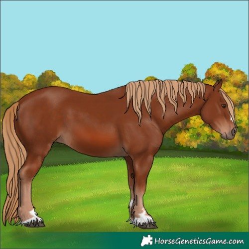 Horse Color:Chestnut 