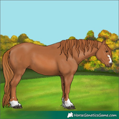 Horse Color:Chestnut 