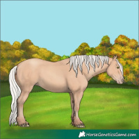 Horse Color:Silver Amber Champagne 
