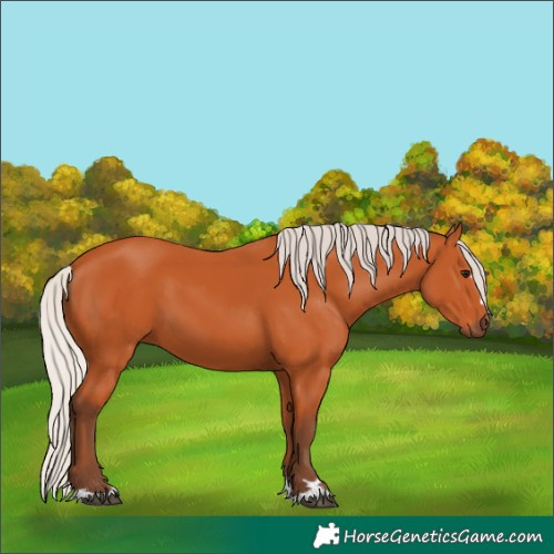 Horse Color:Silver Bay 