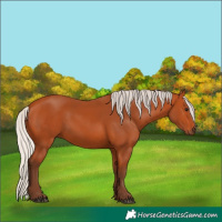Horse Color:Silver Bay 