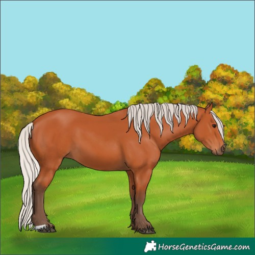 Horse Color:Silver Bay