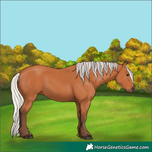 Horse Color:Silver Bay 