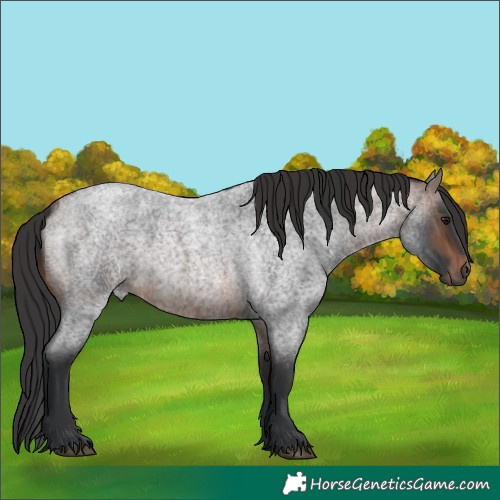Horse Color:Brown Roan 