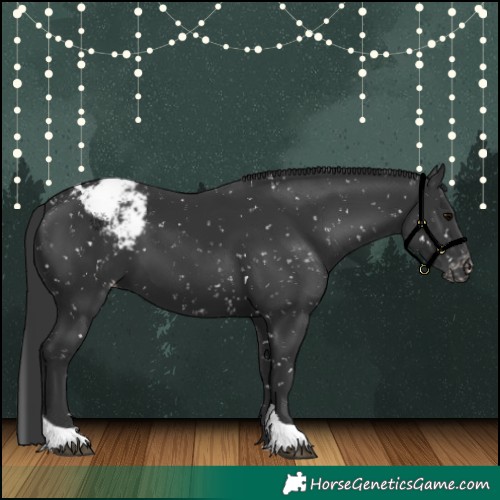 Horse Color:Black Tobiano Appaloosa 