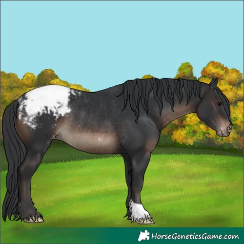 Horse Color:Brown Appaloosa Rabicano