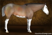 Horse Color:Buckskin Splash 