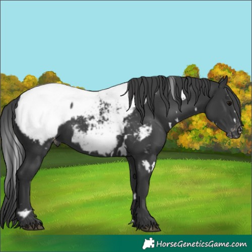 Horse Color:White Spotted Black Appaloosa 