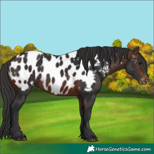 Horse Color:Brown Appaloosa 