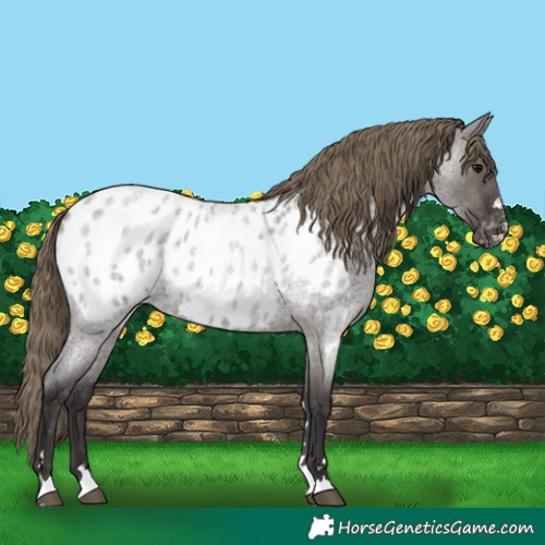 Horse Color:Smoky Grullo Roan Appaloosa 