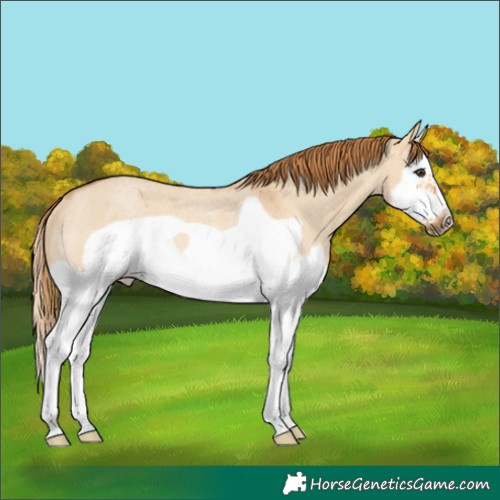 Horse Color:Red Dun Roan Splash Frame Rabicano 