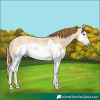 Horse Color:Red Dun Roan Splash Frame Rabicano 