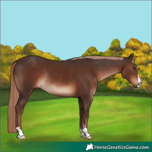 Horse Color:Liver Chestnut Rabicano 