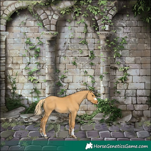 Horse Color:Palomino Dun 