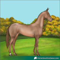 Horse Color:Liver Chestnut Pearl Rabicano 