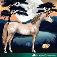 Horse Color:Gold Champagne Pearl Rabicano and Gold Champagne Pearl Frame Rabicano