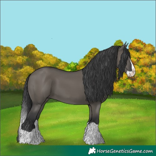 Horse Color:Grullo Splash 