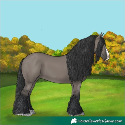 Horse Color:Grullo Splash 