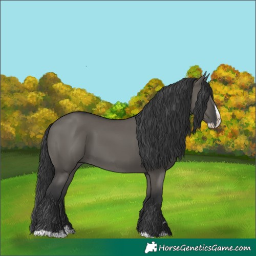 Horse Color:Grullo Splash 