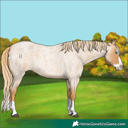 Horse Color:Red Roan Splash 