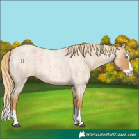 Horse Color:Red Roan Splash