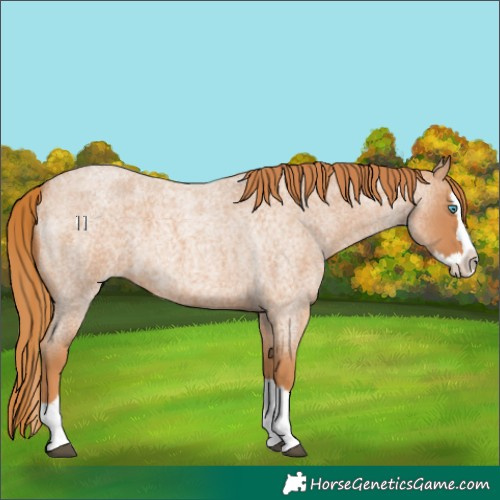 Horse Color:Red Roan Splash 