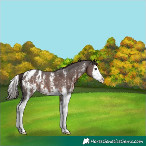 Horse Color:Liver Chestnut Sabino Splash Appaloosa