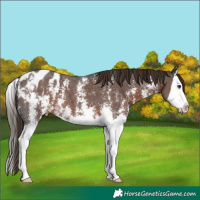 Horse Color:Liver Chestnut Sabino Splash Appaloosa 