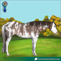 Horse Color:Liver Chestnut Sabino Splash Blanket