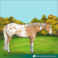 Horse Color:Palomino Sabino Splash Appaloosa Rabicano