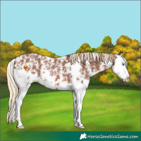 Horse Color:Chestnut Sabino Splash Varnish
