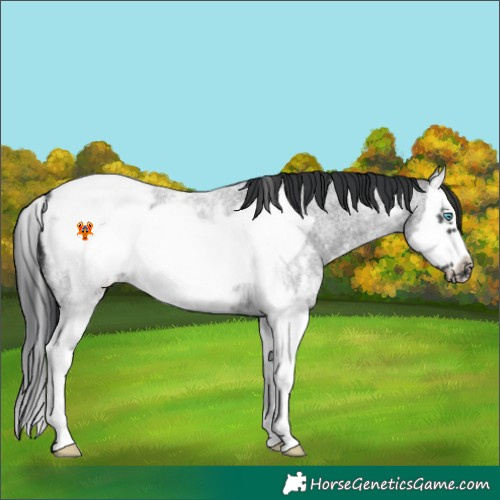 Horse Color:Blue Roan Sabino Splash Frame Appaloosa 