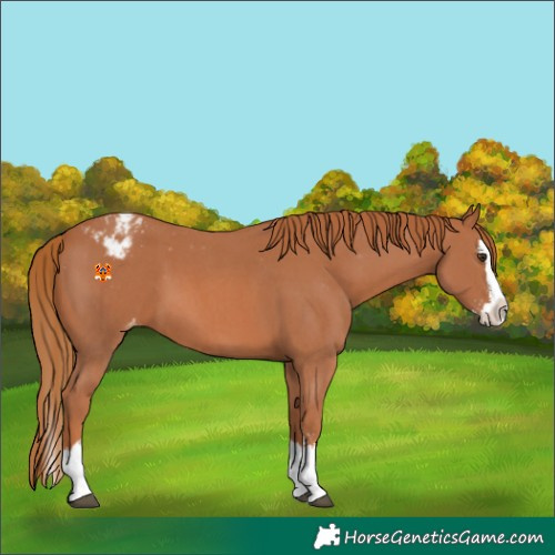 Horse Color:Chestnut Sabino Splash Varnish