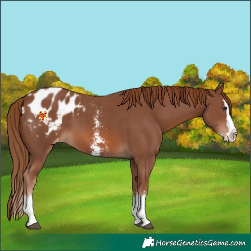 Horse Color:Chestnut Sabino Splash Appaloosa 
