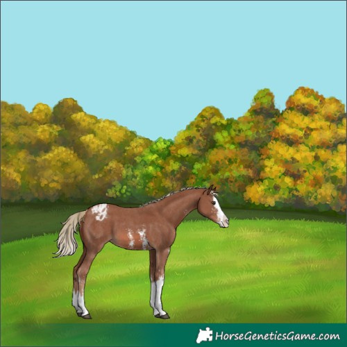 Horse Color:Chestnut Sabino Splash Appaloosa