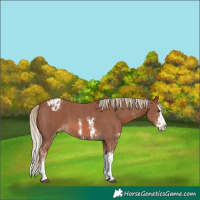 Horse Color:Chestnut Sabino Splash Appaloosa 