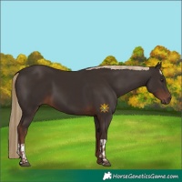 Horse Color:Liver Chestnut and Liver Chestnut