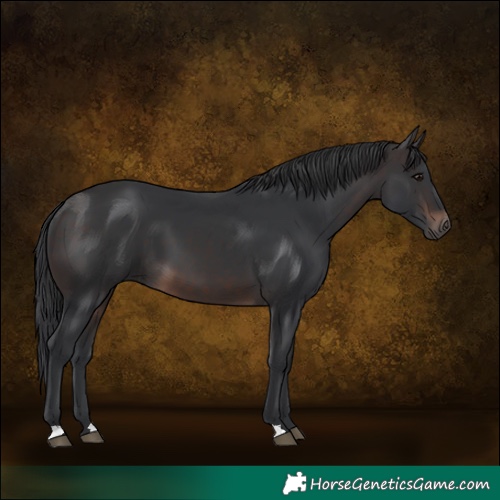 Horse Color:Brown 