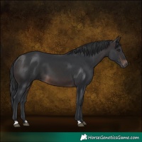 Horse Color:Brown 