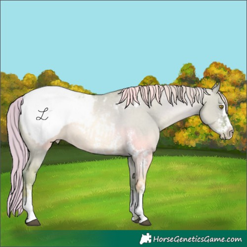 Horse Color:Watercolor Liver Red Dun Pearl Sabino Snowcap 