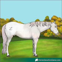 Horse Color:Watercolor Liver Red Dun Pearl Sabino Appaloosa 