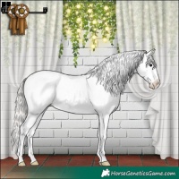 Horse Color:Silver Black Sabino Splash Appaloosa