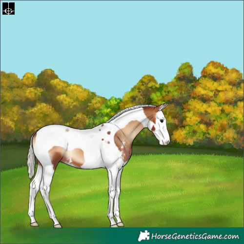 Horse Color:Silver Brown Onyx Sabino Splash Tobiano 