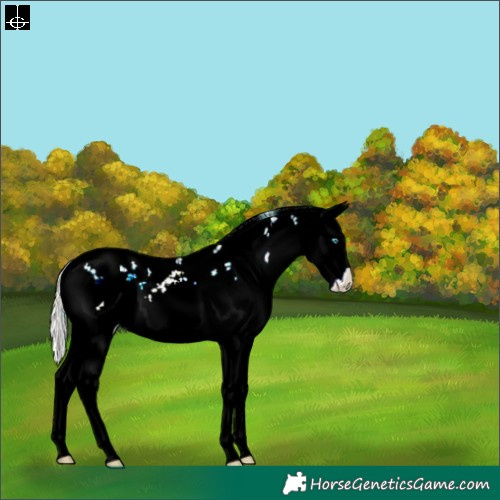 Horse Color:Silver Blue Onyx Pearl Sabino Splash