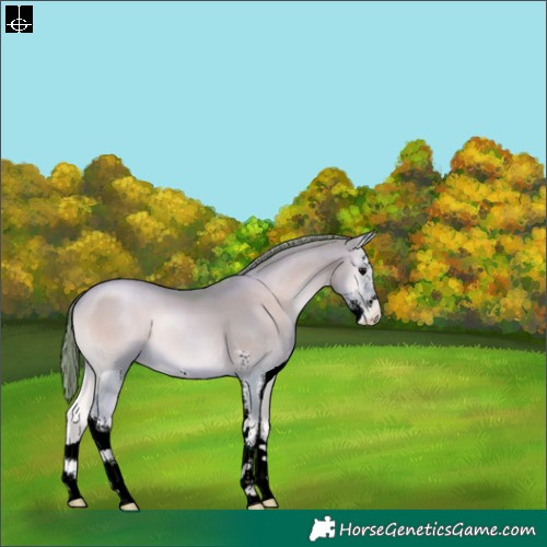 Horse Color:Watercolor Blue Onyx Pearl Sabino