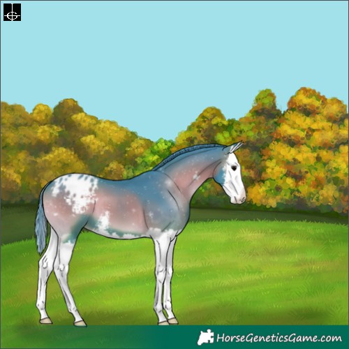 Horse Color:Watercolor Blue Onyx Sabino Splash Appaloosa 