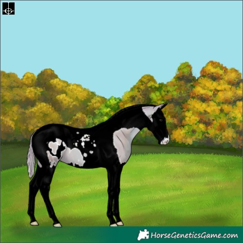 Horse Color:Watercolor Black Pearl Splash Tobiano Appaloosa 