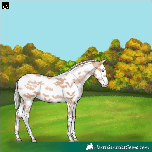 Horse Color:Silver Brown Pearl Sabino Splash Tobiano 