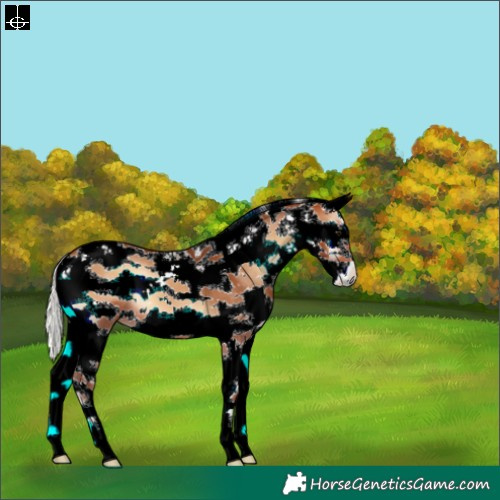 Horse Color:Silver Bay Onyx Sabino Splash 